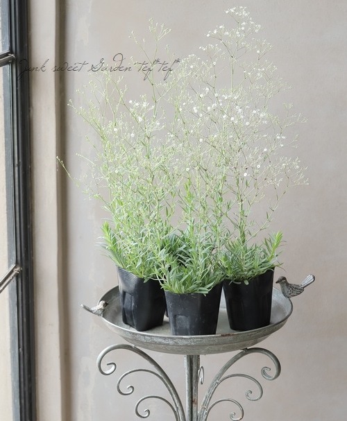 ɺ𡡡إޡѡ쥹 Ƥ餯