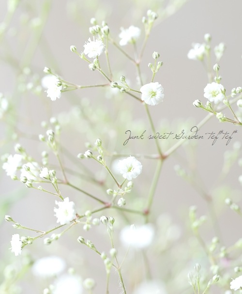 ɺ𡡡إޡѡ쥹 Ƥ餯