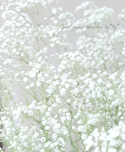 ɺ𡡡إޡѡ쥹 Ƥ餯