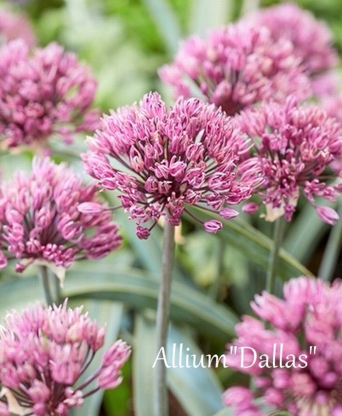 �ڵ庬�� ���ꥦ�ࡡ�إ��饹��