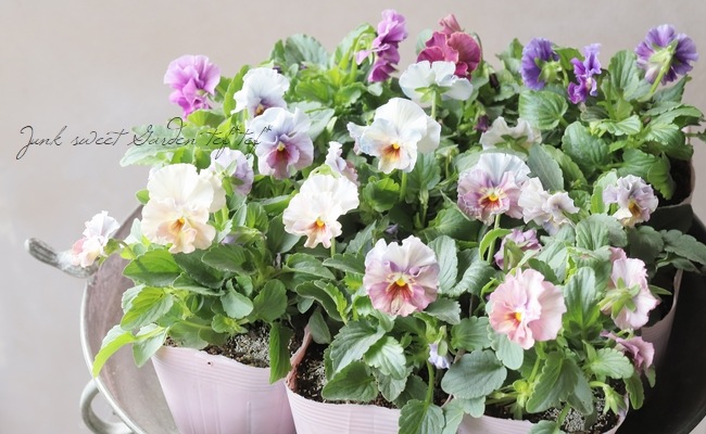 ���ե��餭���إѥ󥸡����إڥ륯�쥢�� �����¥��ꥸ�ʥ�