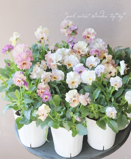 ���ե��餭���إѥ󥸡����إڥ륯�쥢�� �����¥��ꥸ�ʥ�