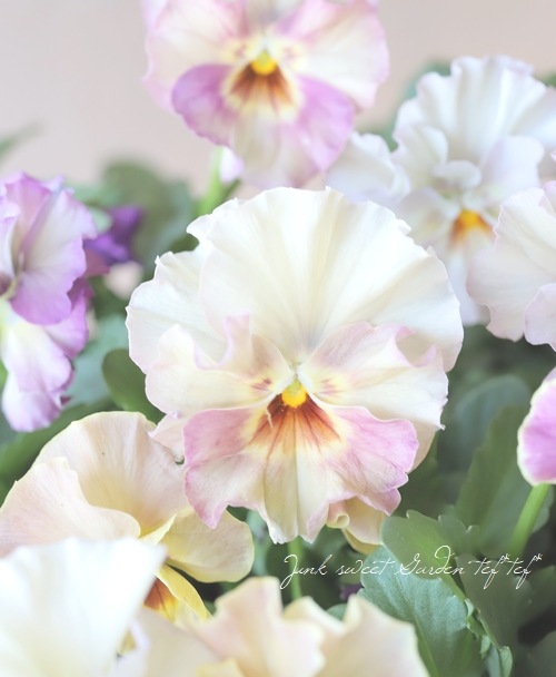 ���ե��餭���إѥ󥸡����إڥ륯�쥢�� �����¥��ꥸ�ʥ�