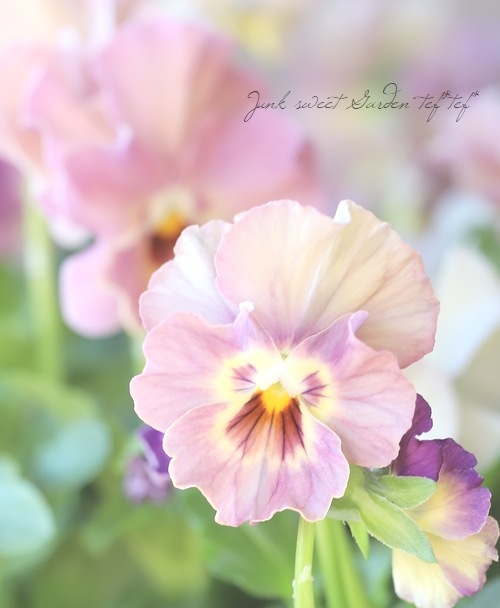 ���ե��餭���إѥ󥸡����إڥ륯�쥢�� �����¥��ꥸ�ʥ�