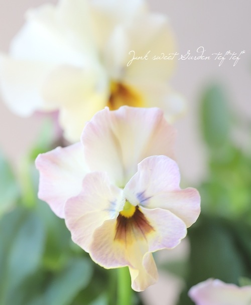 ���ե��餭���إѥ󥸡����إڥ륯�쥢�� �����¥��ꥸ�ʥ�