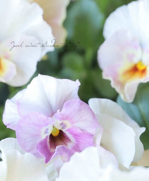 ���ե��餭���إѥ󥸡����إڥ륯�쥢�� �����¥��ꥸ�ʥ�