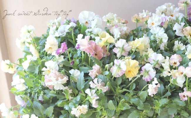 ���ե��餭���إѥ󥸡����إڥ륯�쥢�� �����¥��ꥸ�ʥ�