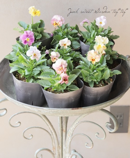 ���ե��餭���إѥ󥸡����إڥ륯�쥢�� �����¥��ꥸ�ʥ�