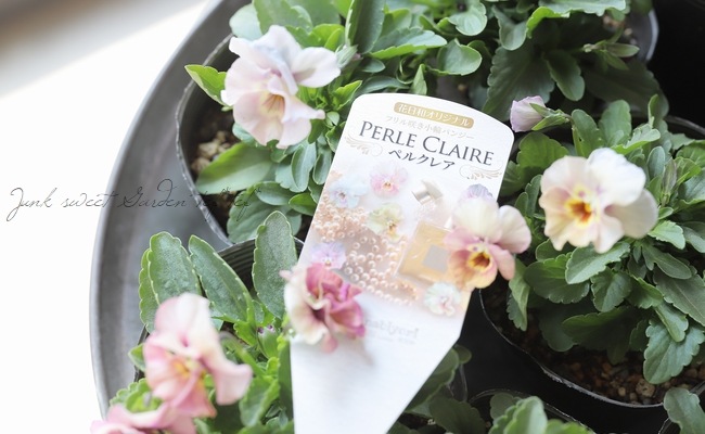 ���ե��餭���إѥ󥸡����إڥ륯�쥢�� �����¥��ꥸ�ʥ�