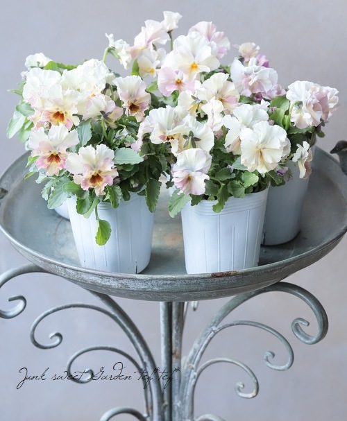 ���ե��餭���إѥ󥸡����إڥ륯�쥢�� �����¥��ꥸ�ʥ�