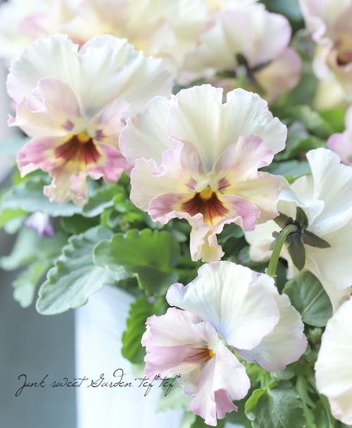 ���ե��餭���إѥ󥸡����إڥ륯�쥢�� �����¥��ꥸ�ʥ�