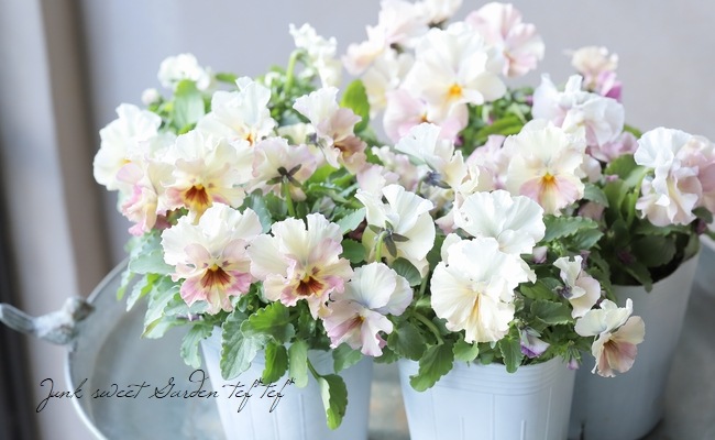 ���ե��餭���إѥ󥸡����إڥ륯�쥢�� �����¥��ꥸ�ʥ�