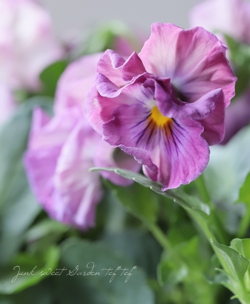 �ڸ���쥢�ۤߤ�ȥץ�ߥ���ѥ󥸡���΢����ʼNo.2