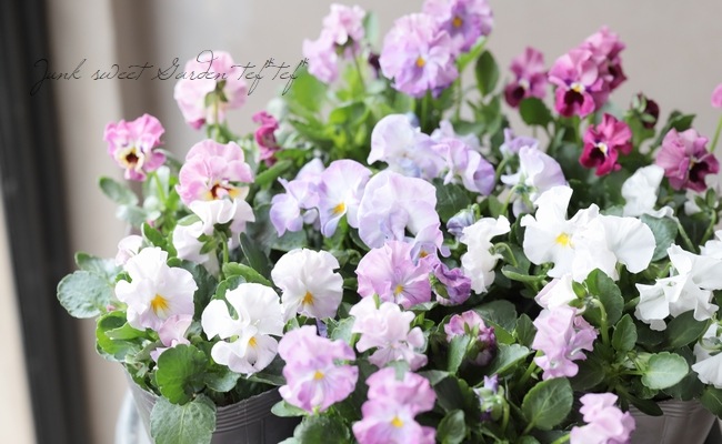 �ڸ���쥢�ۤߤ�ȥץ�ߥ���ѥ󥸡���΢����ʼNo.2