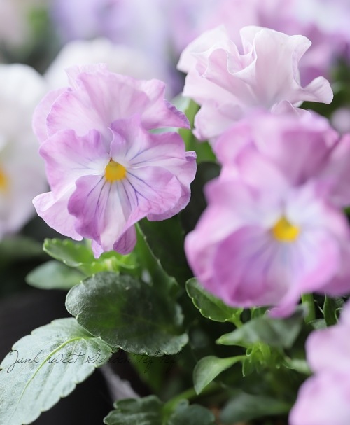 �ڸ���쥢�ۤߤ�ȥץ�ߥ���ѥ󥸡���΢����ʼNo.2