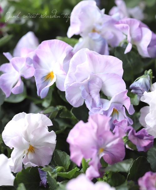 �ڸ���쥢�ۤߤ�ȥץ�ߥ���ѥ󥸡���΢����ʼNo.2