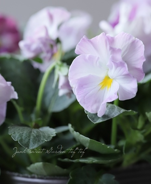 �ڸ���쥢�ۤߤ�ȥץ�ߥ���ѥ󥸡���΢����ʼNo.2