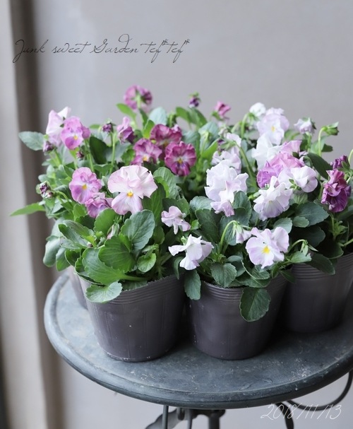 �ڸ���쥢�ۤߤ�ȥץ�ߥ���ѥ󥸡���΢����ʼNo.2