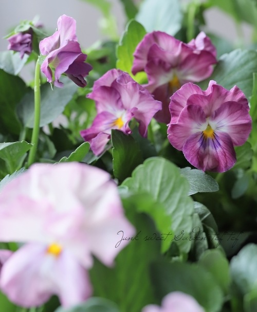 �ڸ���쥢�ۤߤ�ȥץ�ߥ���ѥ󥸡���΢����ʼNo.2