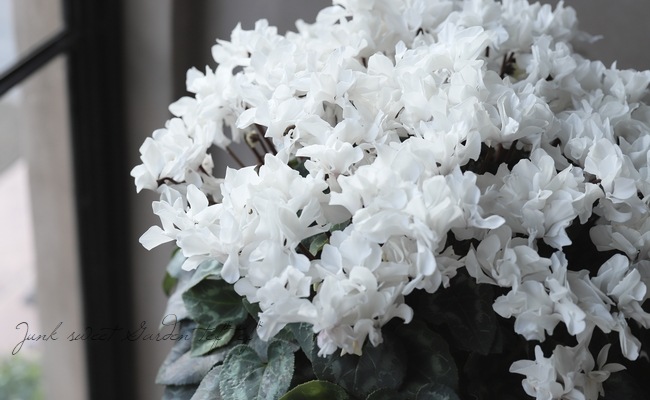 �������󡡡إ��ꥢ��ۥ磻�ȡ١�