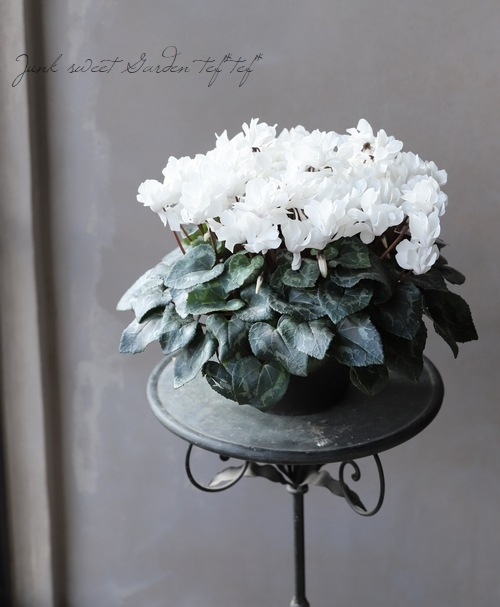 �������󡡡إ��ꥢ��ۥ磻�ȡ١�