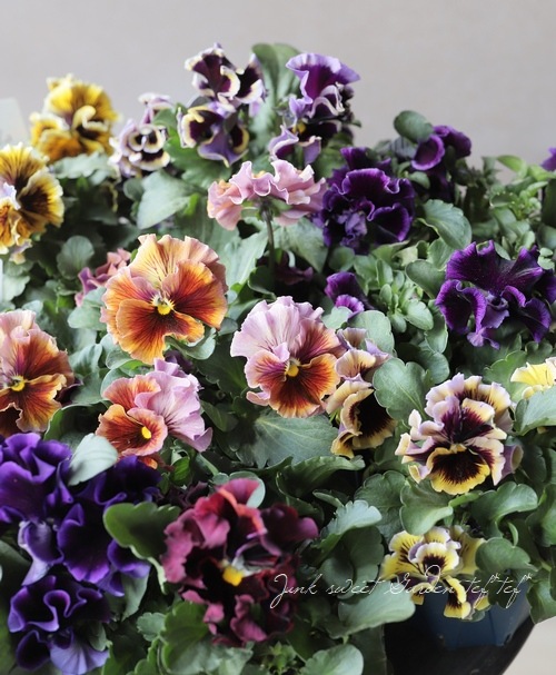 ����ƣ����������ɥѥ󥸡����إɥ饭����