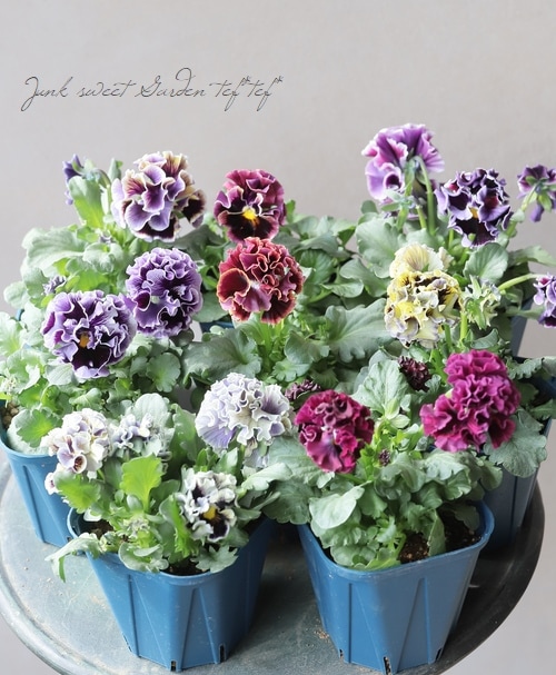 ����ƣ����������ɥѥ󥸡����إɥ饭����