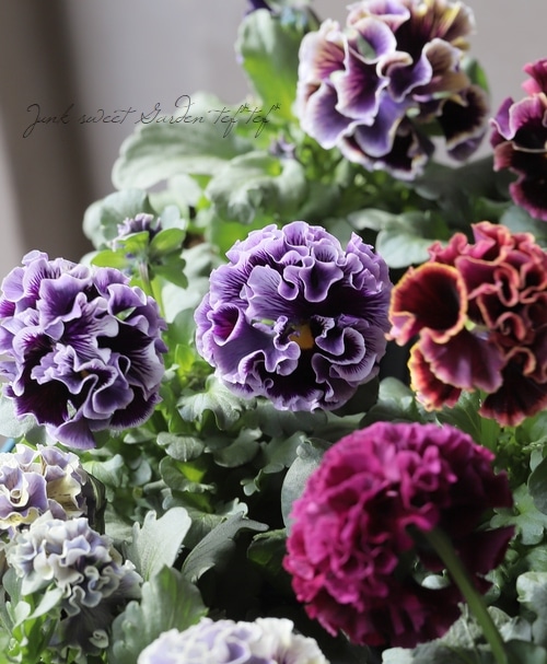 ����ƣ����������ɥѥ󥸡����إɥ饭����