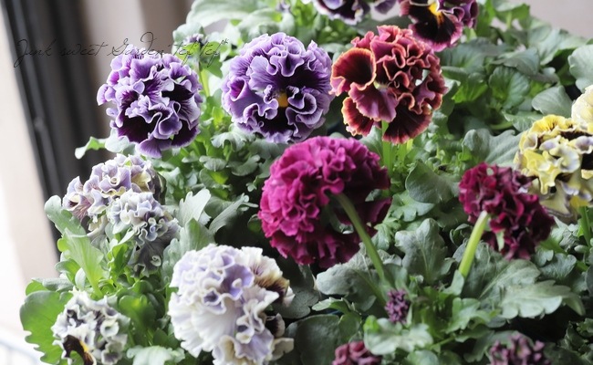 ����ƣ����������ɥѥ󥸡����إɥ饭����