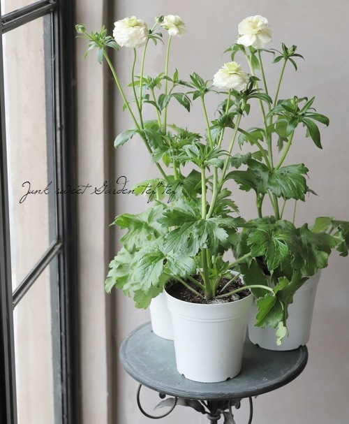 ڰݤ ʥ󥭥饹å꡼إꥢɥ͡