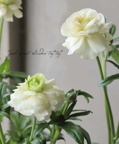 ڰݤ ʥ󥭥饹å꡼إꥢɥ͡