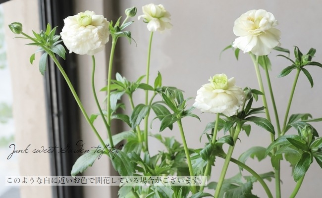 ڰݤ ʥ󥭥饹å꡼إꥢɥ͡