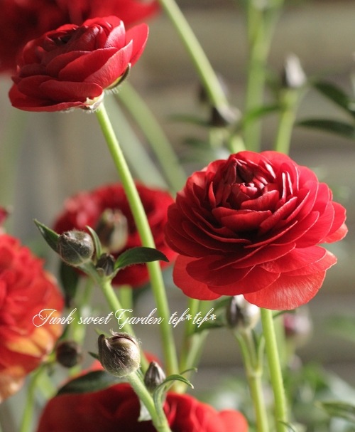 綾園芸さん育種】 ラナンキュラス ラックスシリーズ 『ハデス