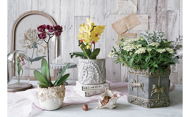 �ڻ��ߡۥ���� ��꡼����M���ڥ��졼�ߥۥ磻��/M�������ۡ�