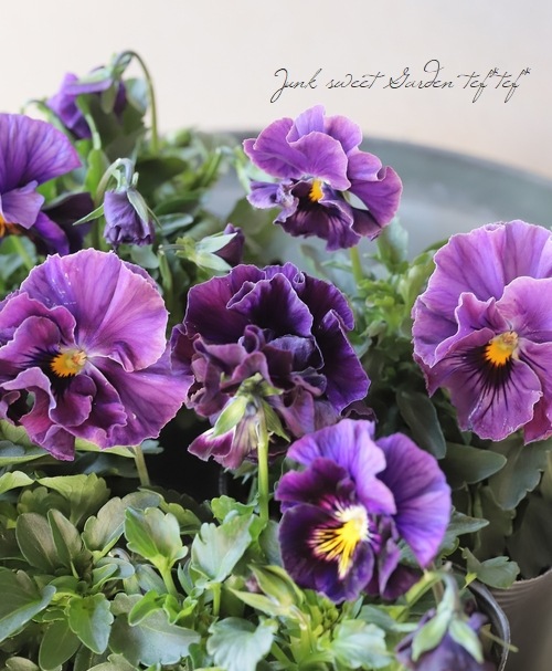 ○桂楓園さんのパンジー・フェデネージュ 変わり咲き【A】パープル