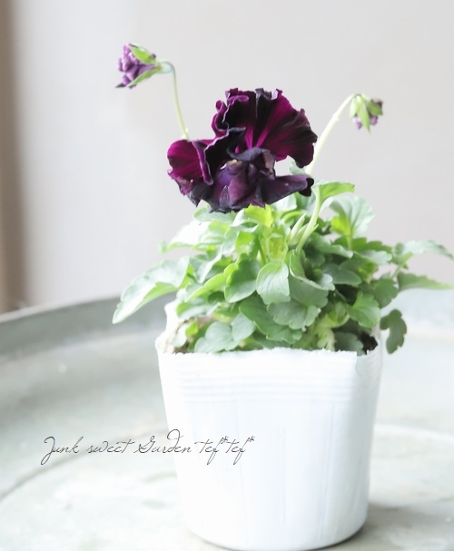 ○桂楓園さんのパンジー・フェデネージュ 『クレープノーブル』 変わり