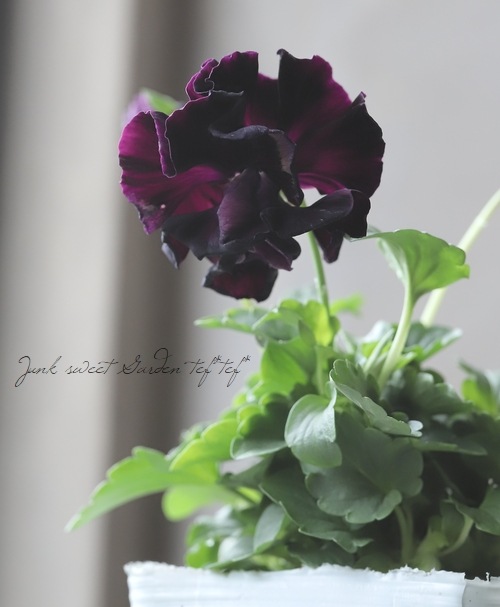 �������व��Υѥ󥸡����ե��ǥ͡����塡 �Ѥ��餭��A�ۥѡ��ץ�