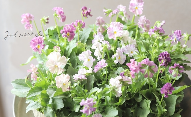 ○桂楓園さんのビオラ 『パステルフリル』 【ピンク】 | すべての商品