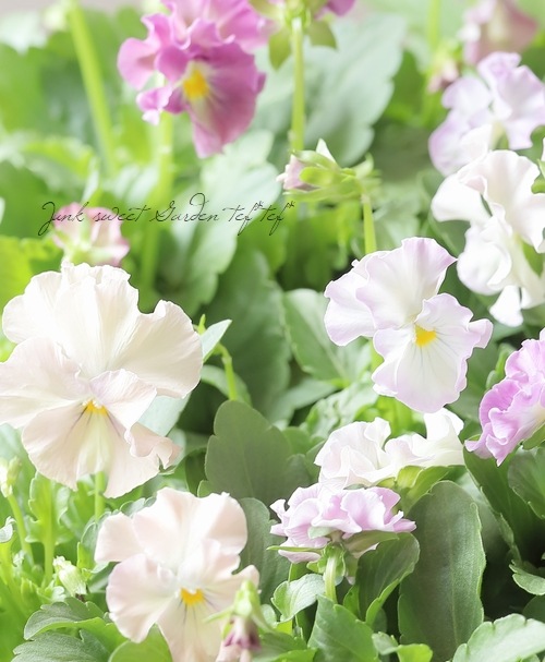 �������व��Υӥ��顡�إѥ��ƥ�ե��١��ڥԥ󥯡�