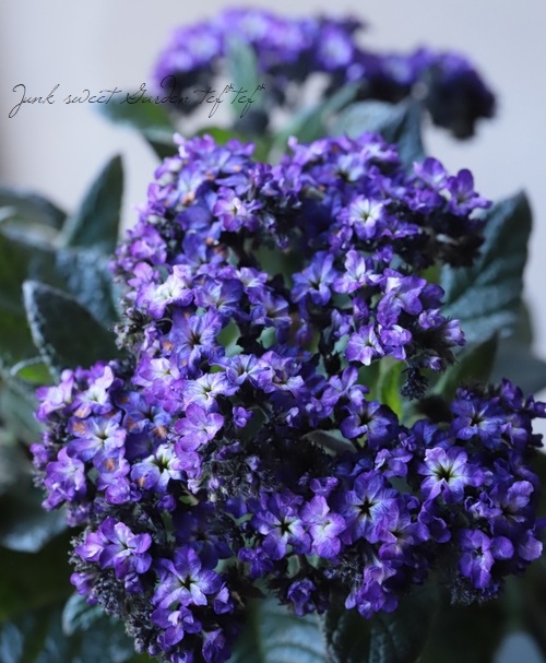 「ヘリオトロープ（ブライトブルー）」 アクリル画 SM キャンバス 額なし ヘリオトロープ（ブライトブルー）」 アクリル画 SM キャンバス