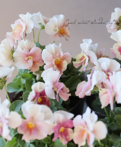 育種うえたオリジナルビオラ 『パステルフリル』 No.100・ピンク