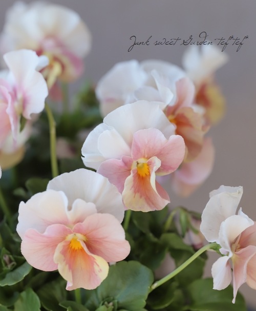 育種うえたオリジナルビオラ 『パステルフリル』 No.100・ピンク