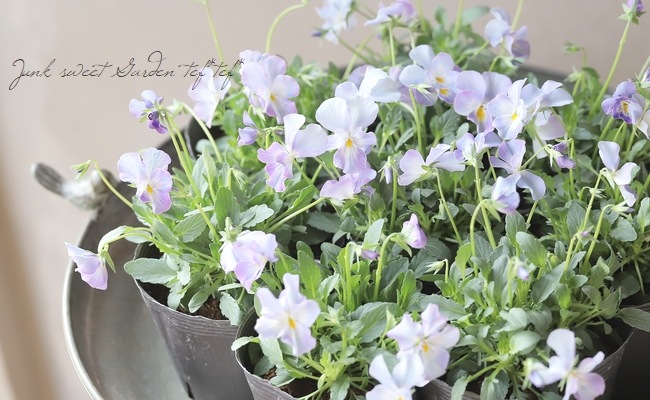 ☆育種うえたオリジナルビオラ 『試作品種』 2025 No.133 | すべての