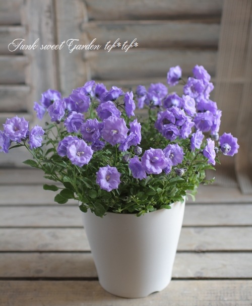 お花　父の日　寄せ植え　イングリッシュラベンダー　カンパヌラ　ブルーワンダー お花 父の日 寄せ植え イングリッシュラベンダー カンパヌラ