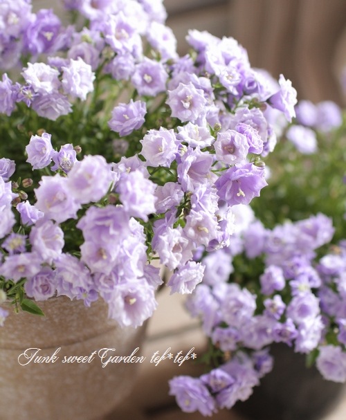 カンパニュラ 『ブルーワンダー』 | すべての商品 | | Junk