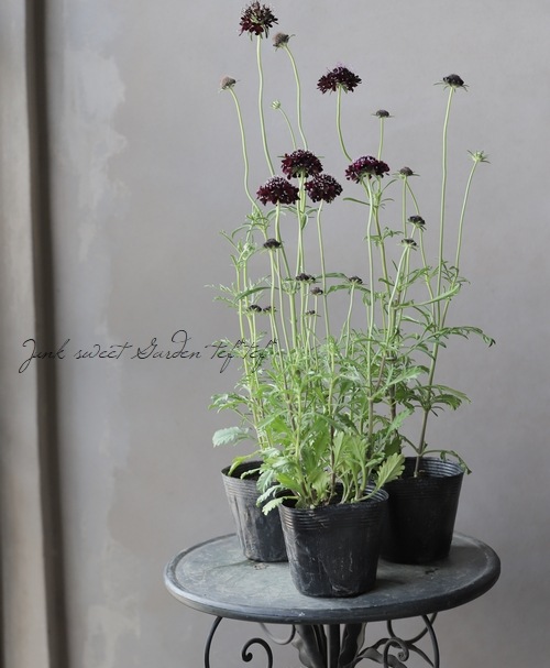 スカビオサ ブラックナイト すべての商品 Junk Sweet Garden Tef Tef スカビオサ ブラックナイト すべての商品 Junk Sweet Garden Tef Tef