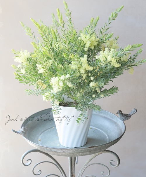 �����������ե���֥ꥢ���� �ɥ������� �إƥ쥵��