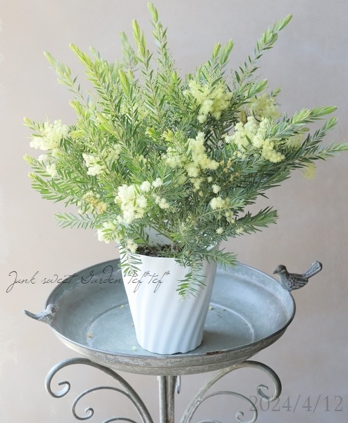 �����������ե���֥ꥢ���� �ɥ������� �إƥ쥵��