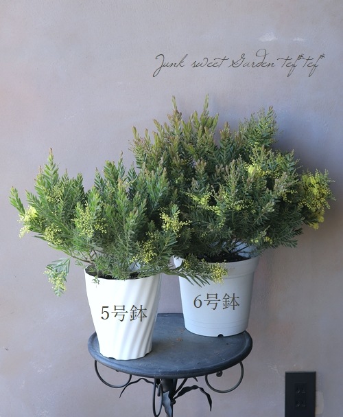 �����������ե���֥ꥢ���� �ɥ������� �إƥ쥵��