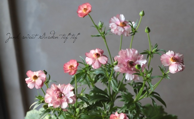 ラナンキュラス ラックスシリーズ リキュア すべての商品 Junk Sweet Garden Tef Tef